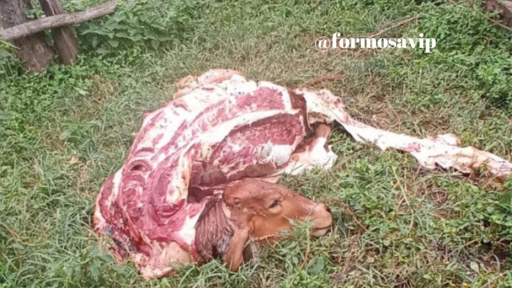 Acusado de roubo de gado morreu em confronto com a Patrulha Rural