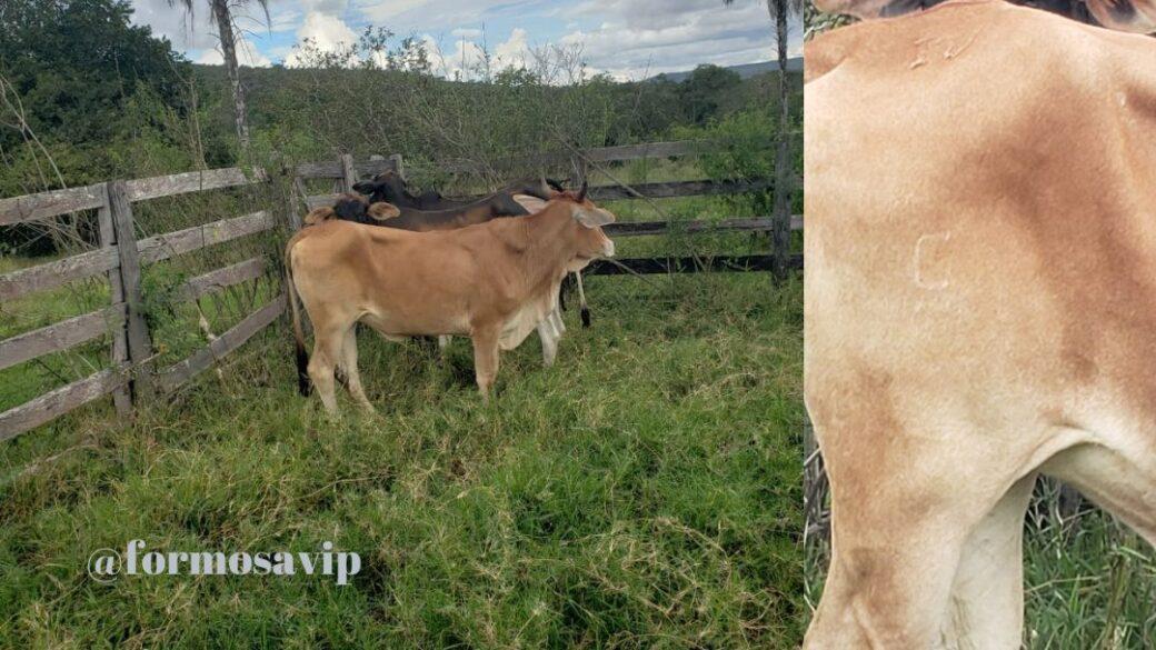 Em Vila Boa homem acusado de furtar duas vacas vai parar na delegacia
