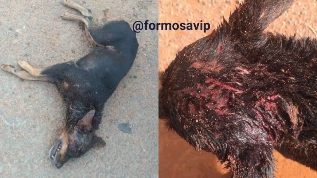 Cachorros Pit Bull atacam cachorro causando ferimentos graves ao animal no Vila verde em Formosa
