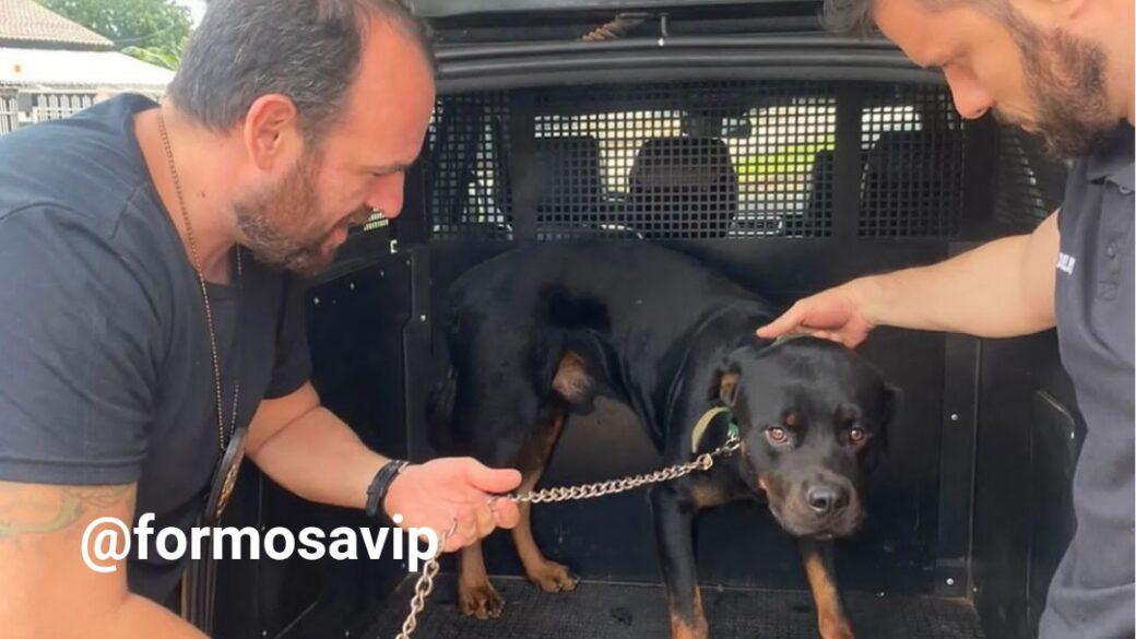 Cão Rottweiller que foi espancado com corrente foi resgatado pela PC de Formosa